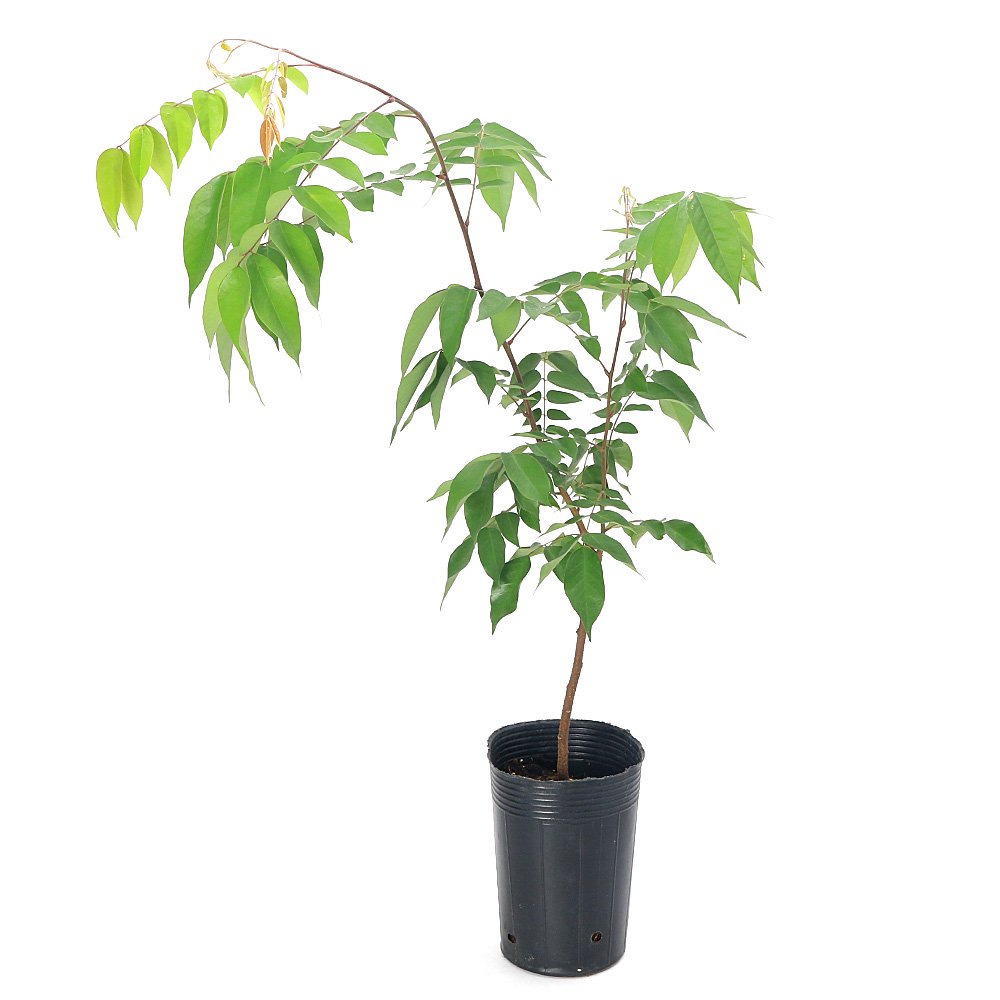 （観葉植物）果樹苗　スターフルーツ　４．５号（１ポット）　家庭菜園　果物　フルーツ　ＣＲＣ15―75―10―25―00