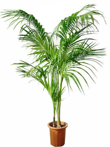 ケンチャヤシ 10号サイズ