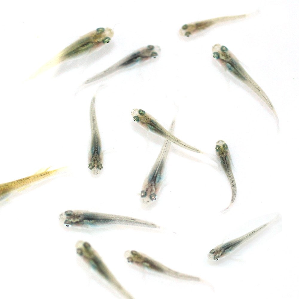 （めだか）無選別　フェザーライトメダカ稚魚（１０匹）　ＣＲＣ60―20―22―80―00