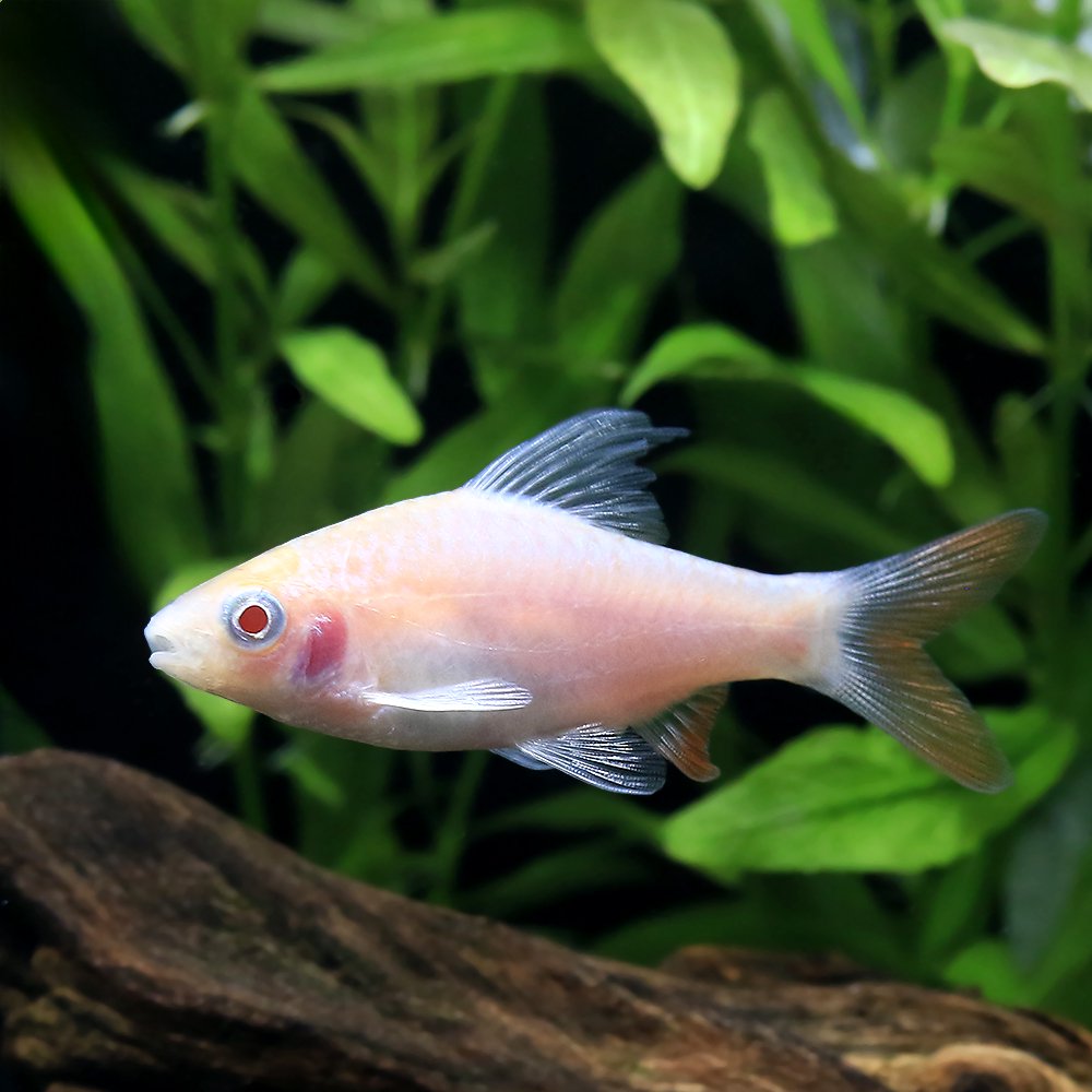 （熱帯魚）アルビノドーキンシア（１匹）　北海道・九州航空便要保温　ＣＲＣ13―24―37―00―00