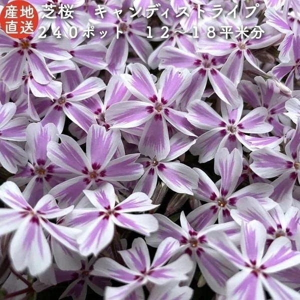 高品質 芝桜 キャンディストライプ（多摩の流れ） 白地にピンク縞種 ９cmポ