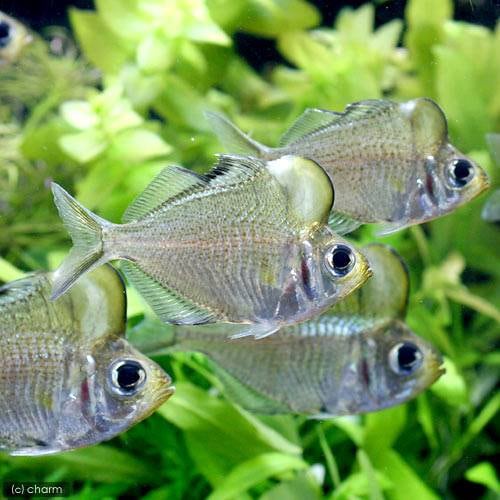（熱帯魚）アップルヘッド・グラスパーチ（１匹）　北海道・九州航空便要保温　ＣＲＣ13―52―00―00―00