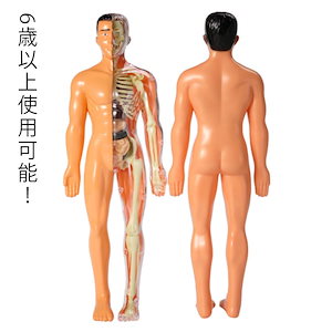 子供用可能 人体模型 人体モデル 28.5cm 内臓 内臓模型 知育玩具 6歳以上 人体解剖 模型 女性 男性 子供 キッズ 胴体解剖モデル ミニ 内臓人体模型 人体 トルソー 標本 教材 実験 骸骨