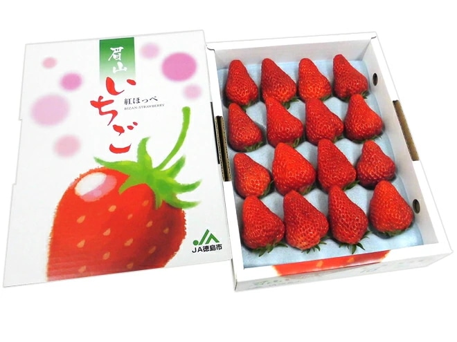 徳島県 =眉山産紅ほっぺ= 超大粒 16粒入り 化粧箱 いちご 予約 12月以降