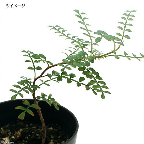 （多肉植物）オペルクリカリア　パキプス　実生苗　２．５ー３号（１鉢）秋ー春落葉　コーデックス　ＣＲＣ15―60―75―00―00