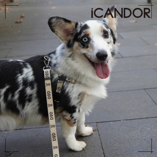 ペット セット No full harness + Leash bolt long_DOD ペット用品 犬用グッズ