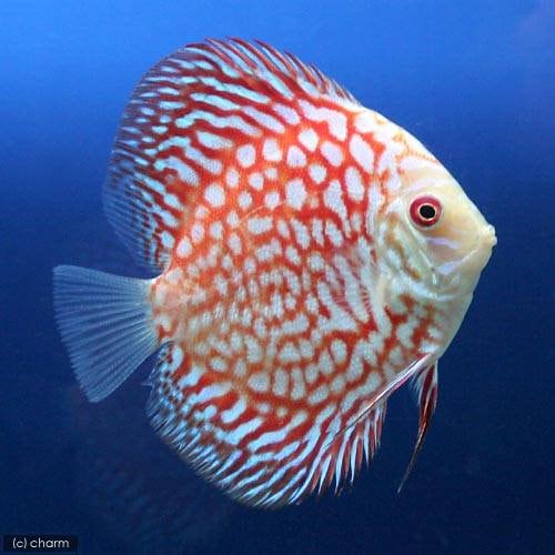 （熱帯魚）ラフレシア・ディスカス（Ｍサイズ）（ペナンブリード）（１匹）　北海道航空便要保温　ＣＲＣ13―31―10―00―00