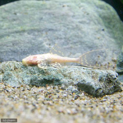 （熱帯魚）アルビノアグア・プレコ（１匹）　北海道航空便要保温　ＣＲＣ13―44―50―00―00
