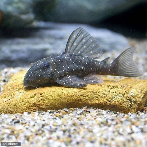 （熱帯魚）イエロースポットスター・クラウンプレコ　スモールスポット（ワイルド）（１匹）　北海道・九州航空便要保温　ＣＲＣ13―44―20―00―00