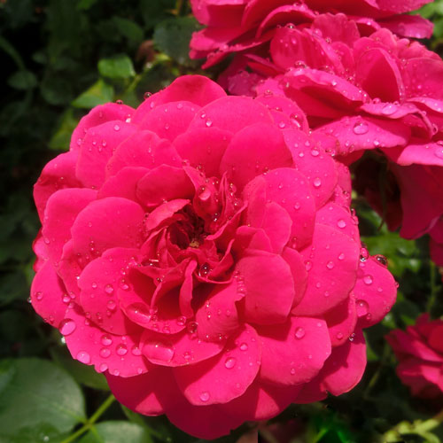 バラ苗 2年大株 4号 フリルカフス Climbing Roses B1150 自家用 花無し株