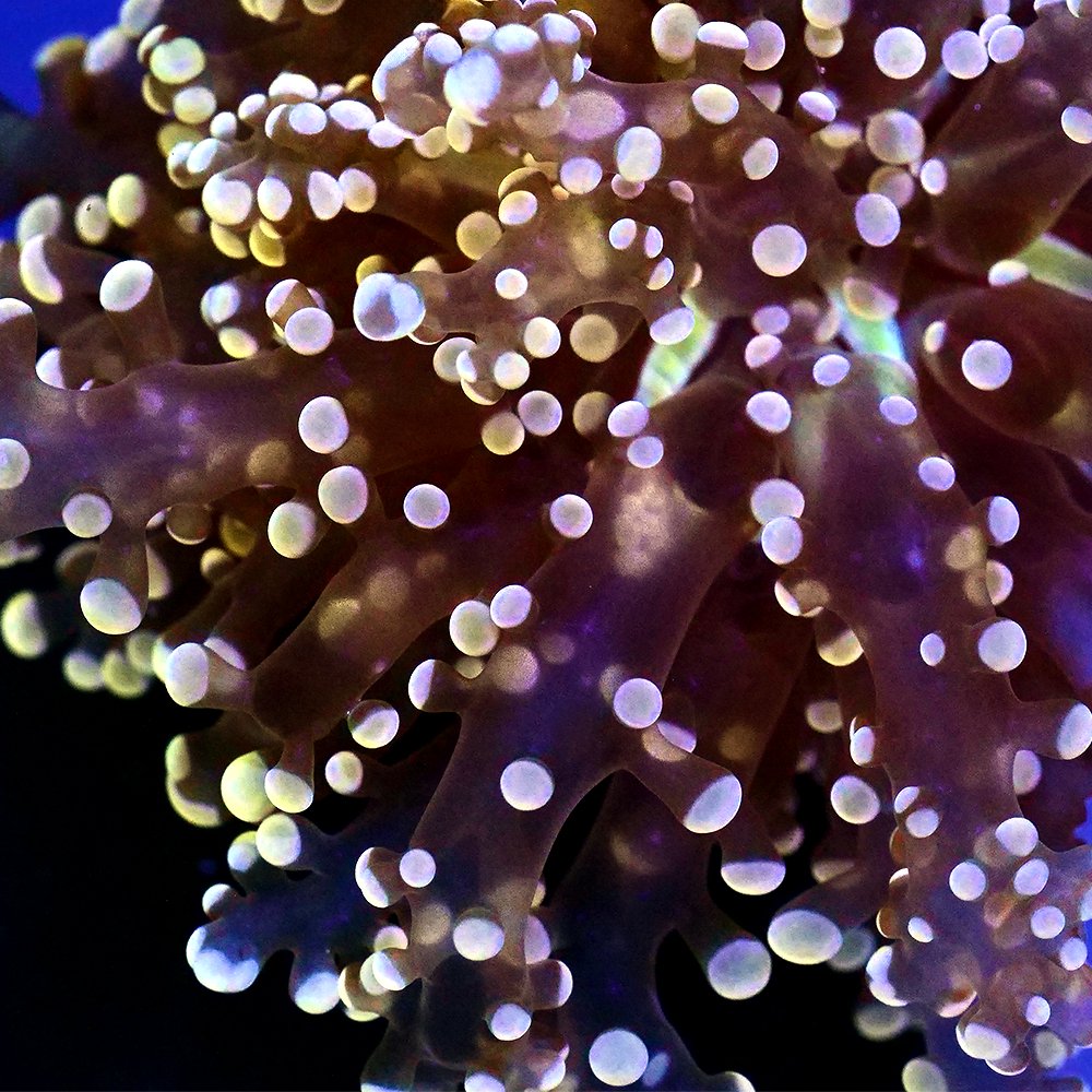 （サンゴ）フラグサンゴ　タコアシサンゴ　オレンジ　ポリカプラグ付き（１個）ｙｌ－１７　北海道航空便要保温　ＣＲＣ26―50―80―00―00