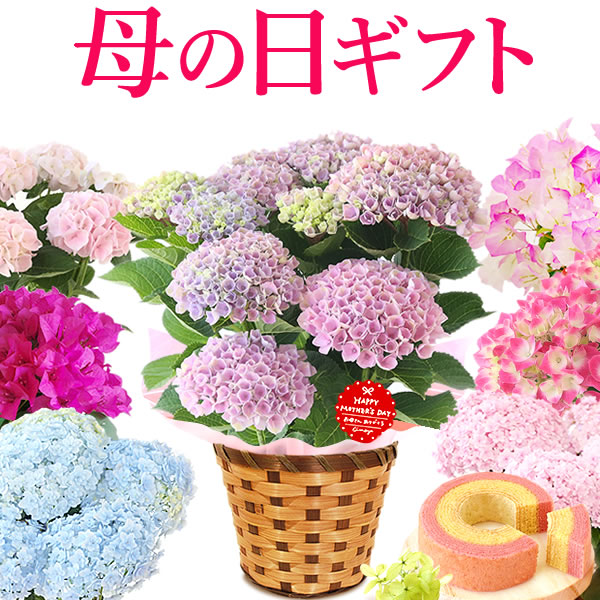 母の日 プレゼント 花 紫陽花 あじさい アジサイ ギフト 生花 鉢花 鉢植え 花鉢 スイーツ
