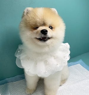 ペット 首輪 イヌ ネコ用 唾液タオル レース フリル 可愛い 小型 犬 猫 おしゃれ