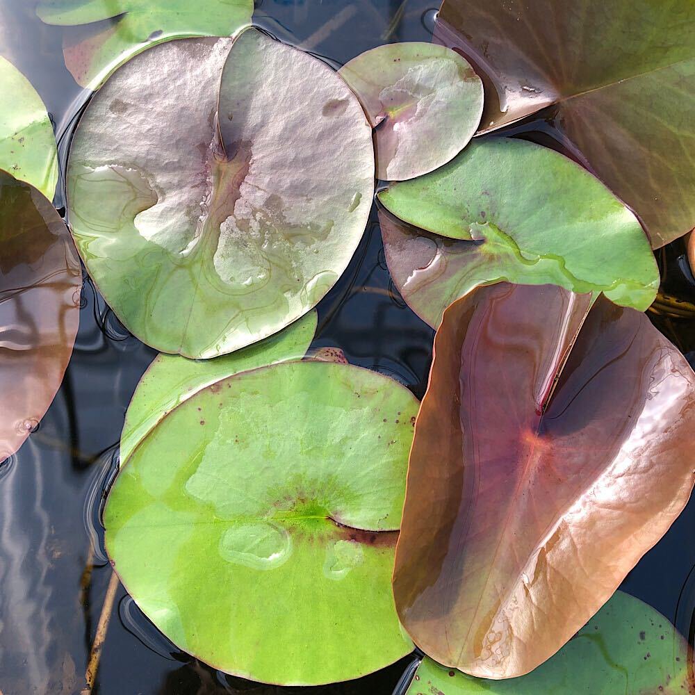 （ビオトープ）睡蓮　温帯性睡蓮（スイレン）（紫）クイーン・シリキッド（１ポット）　ＣＲＣ15―10―10―50―00