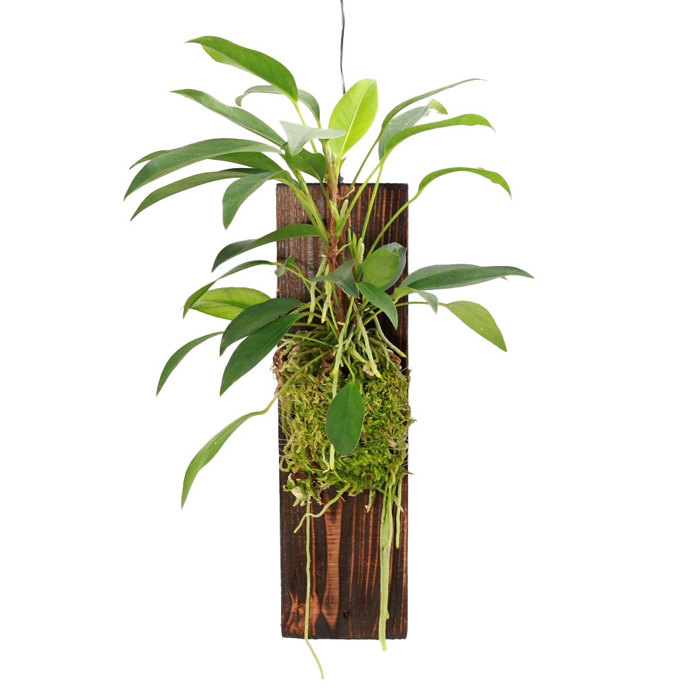 （観葉植物）アンスリウム　スカンデンス　ホワイト　壁掛け　ＣＲＣ15―30―10―05―00