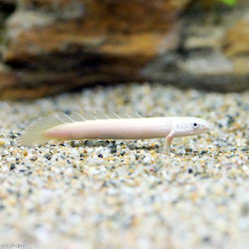 （熱帯魚）ポリプテルス・セネガルス　セミプラチナ（約１５ー２０ｃｍ）（ブリード）（１匹）　北海道・九州航空便要保温　ＣＲＣ13―56―20―00―00