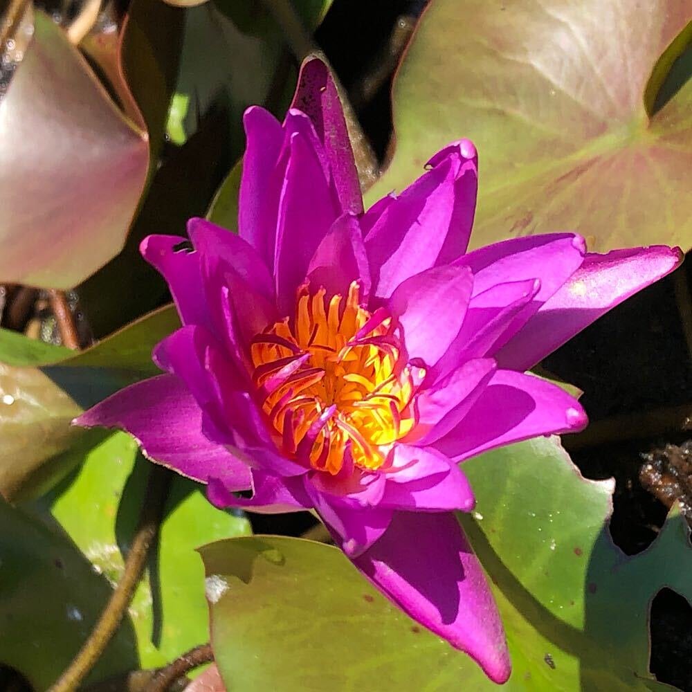 （ビオトープ）睡蓮　温帯性睡蓮（スイレン）（紫）ディテクティブ・エリカ（１ポット）　ＣＲＣ15―10―10―50―00