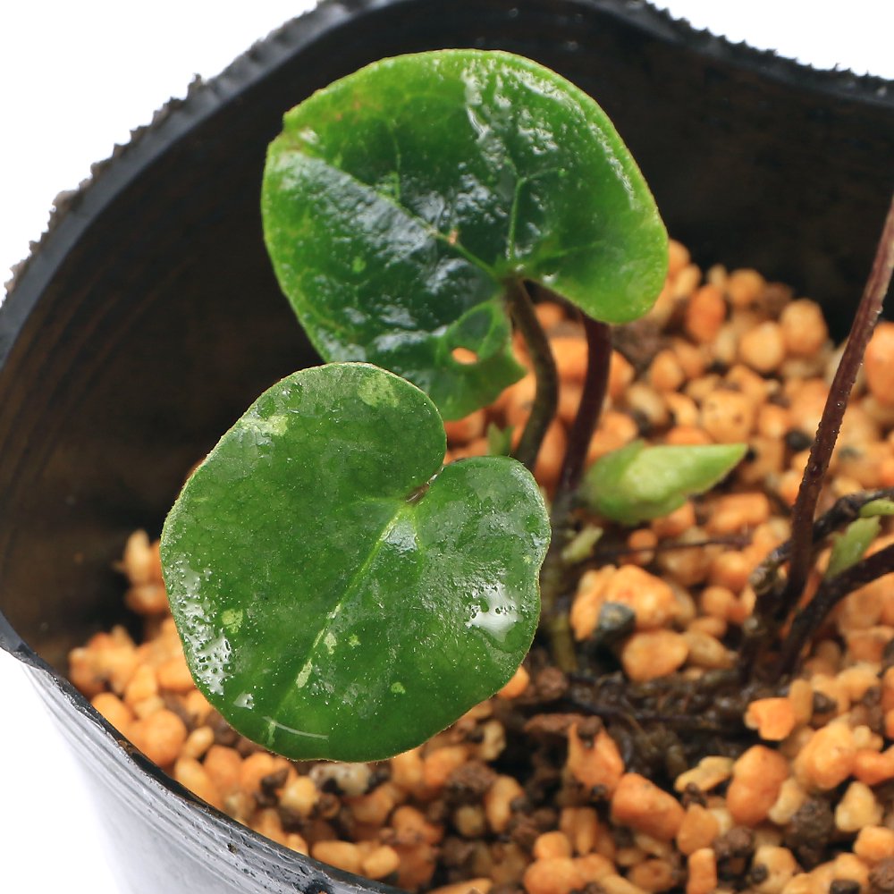 （山野草）カンアオイ（寒葵）太平山サイシン（太平山細辛）台湾産　３号（１ポット）　ＣＲＣ15―35―40―00―00 5,303円