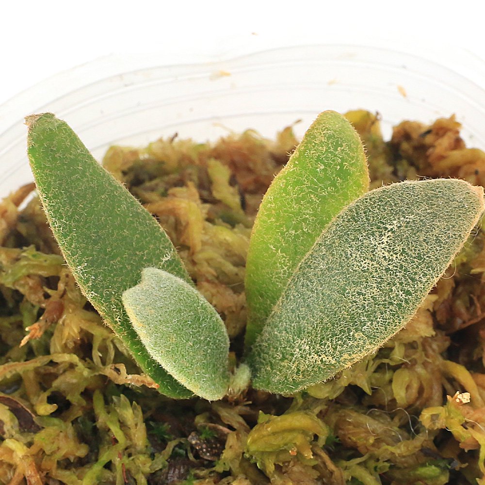 （観葉植物）ビカクシダ　ウィリンキー　ジェニー　２．５号（１ポット）　ＣＲＣ15―30―20―02―00