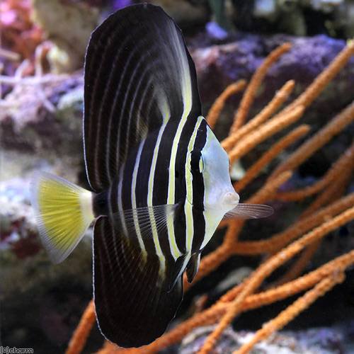 （海水魚）ヒレナガハギ　Ｍサイズ（１匹）　ＣＲＣ26―30―14―00―00