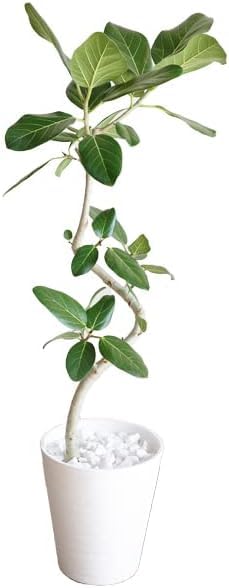 フィカス ベンガレンシス S字仕立て 観葉植物 本物 ホワイトセラアート鉢植え 8号 ベンガルゴムの木 ベンガルゴム ゴムの木 インテリア 8号 大型 中型