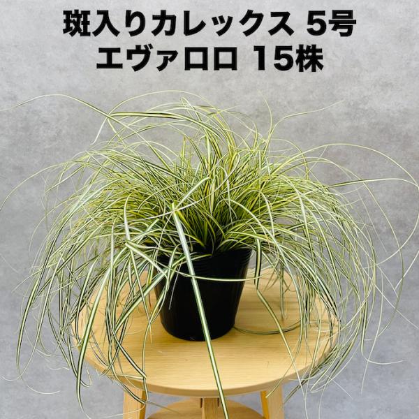 斑入り カレックス オシメンシス エヴァロロ 15株セット 15cmポット苗 常緑多年草 グランドカバー カラーリーフ 庭 寄せ植え芝生