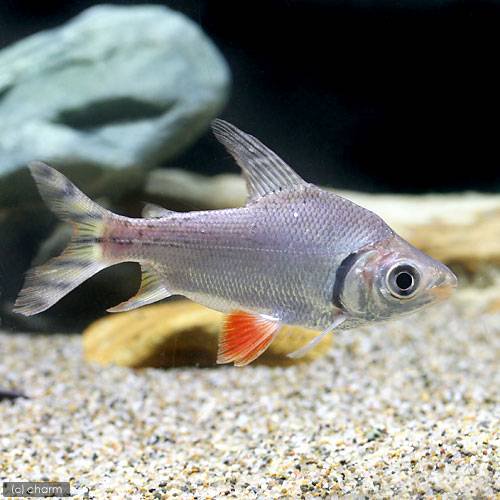 （熱帯魚）カラー・プロキロダス　Ｍサイズ（ワイルド）（１匹）　北海道航空便要保温　ＣＲＣ13―20―12―00―00