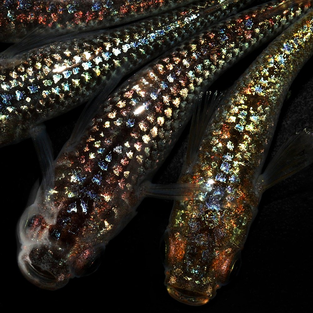 （めだか）ネプチューン黄金メダカ　メダカ屋サバンナ直系（５匹）　ＣＲＣ60―20―22―30―10