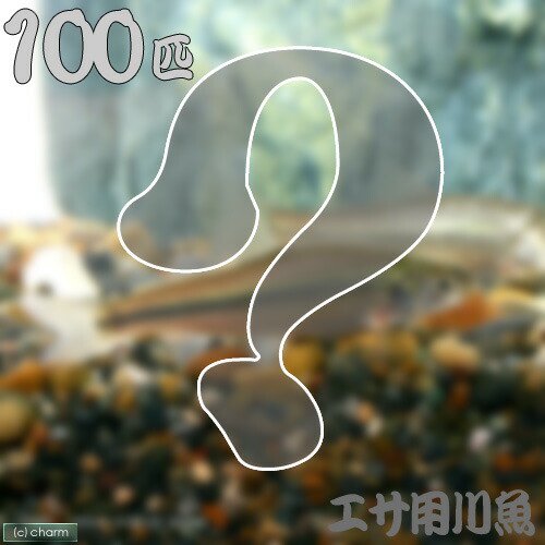 （淡水魚）死着保証あり　生餌　エサ用川魚　Ｓサイズ（１００匹）　活餌　ＣＲＣ60―30―40―00―00