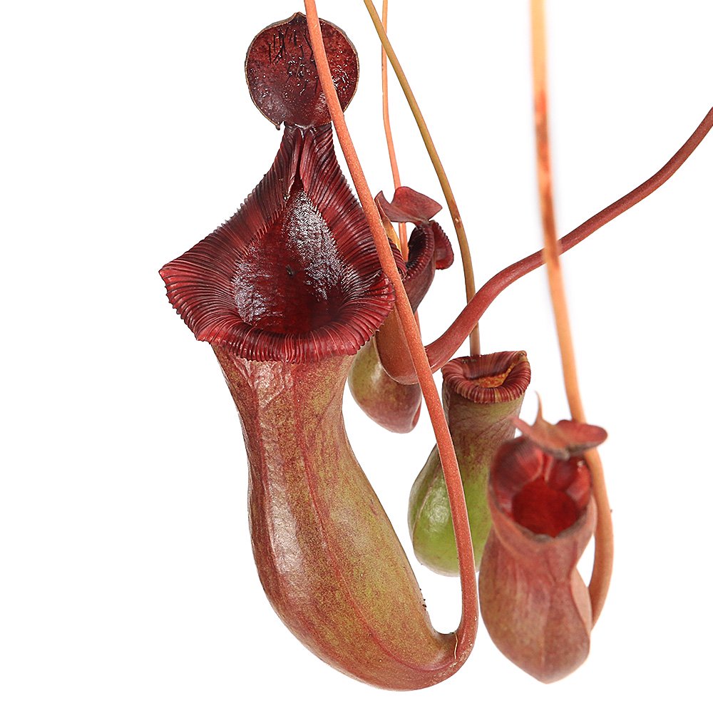 （食虫植物）ウツボカズラ　ネペンテス　ブリジアナ　吊り鉢タイプ　５号（１鉢）　ＣＲＣ17―80―50―00―00