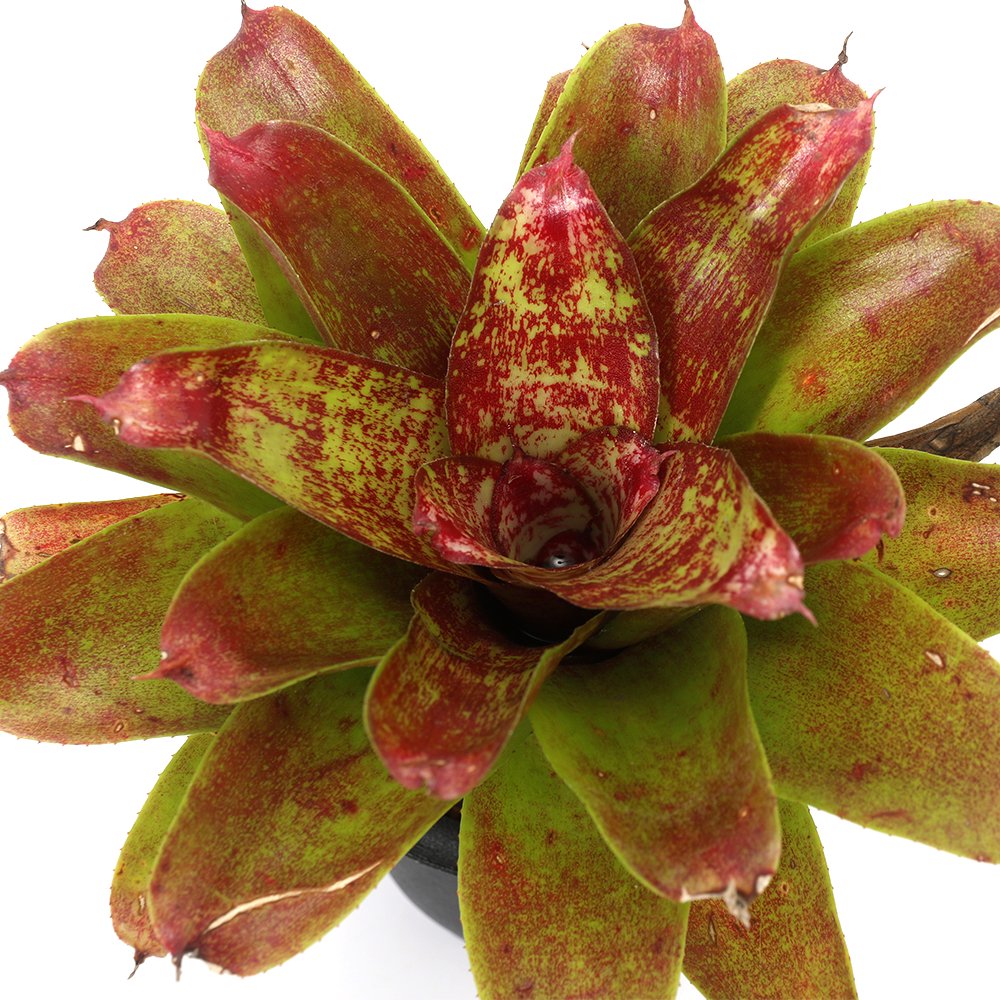 （観葉植物）ネオレゲリア　Ｊ．Ｓ　レッド　コンパクト　３号（１株）　ＣＲＣ17―80―40―00―00
