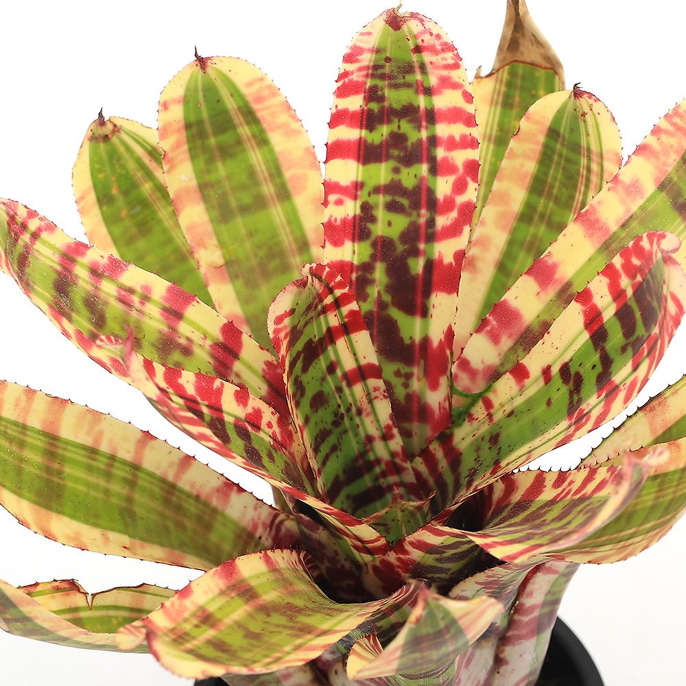 （観葉植物）ネオレゲリア　’ワイルドラビット’　タイ産　３号（１鉢）タンクブロメリア　ＣＲＣ15―30―20―22―00