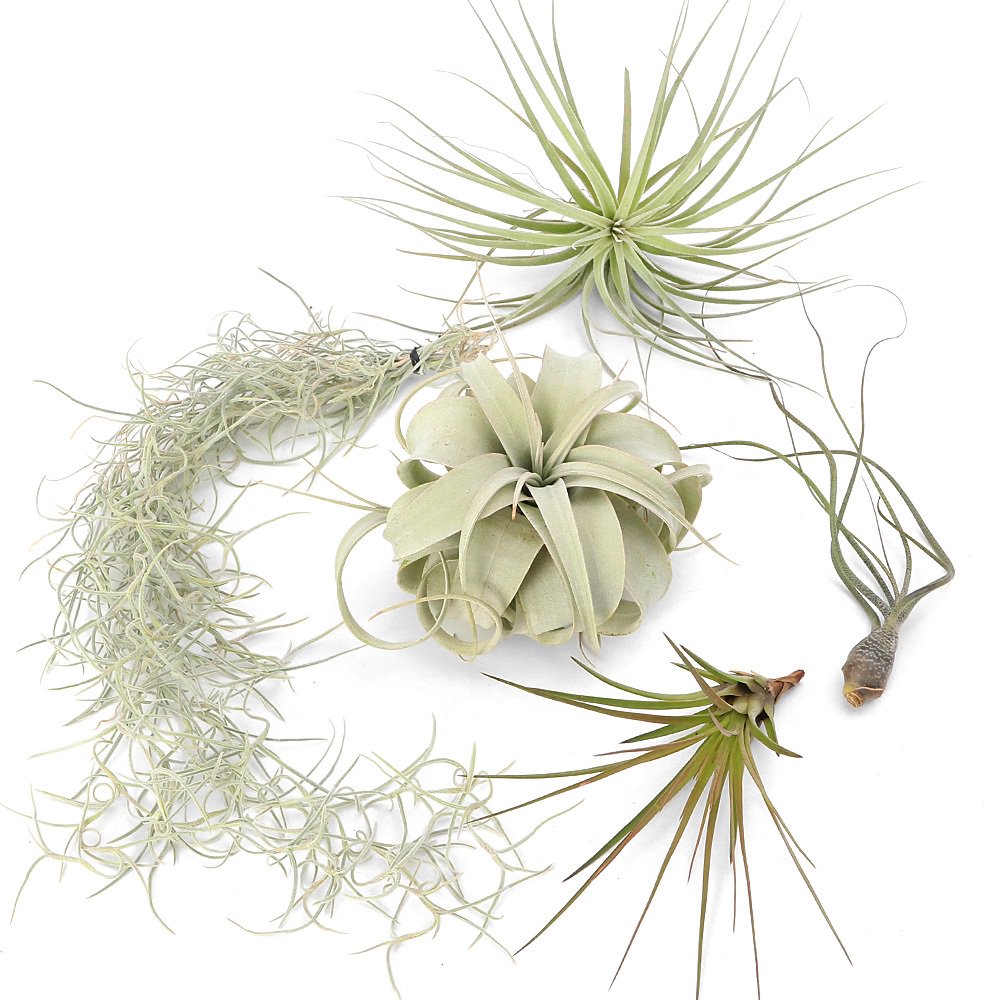 （観葉植物）エアープランツの王道５種セット！（１セット）　キセログラフィカ　ウスネオイデス　コットンキャンディ　おまかせ苗　ＣＲＣ15―50―10―00―00