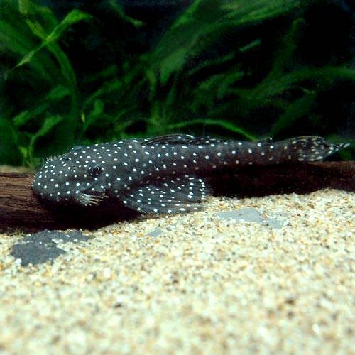 （熱帯魚）バットマンアンジェリカス・プレコ（ワイルド）（１匹）　北海道・九州航空便要保温　ＣＲＣ13―44―10―00―00