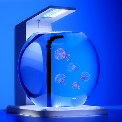 （海水魚）デカペルコ＆タコクラゲ　飼育スタートセット　本州四国限定　ＣＲＣ10―11―03―10―50