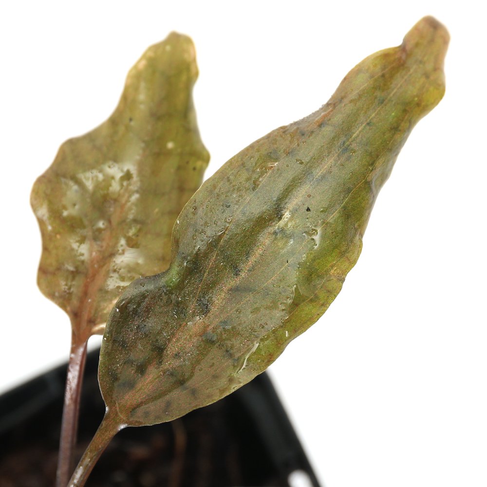 （水草）クリプトコリネ　コルダータ　ＴＵＮＧＫＡＬ　ＩＬＩＲ産（水上葉）（１ポット）　ＣＲＣ12―72―40―00―00