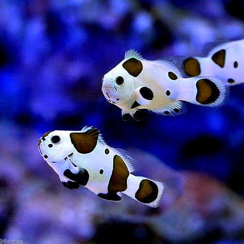 （海水魚）ブラックストームオセラリス（ブリード）（３匹）　北海道・九州航空便要保温　ＣＲＣ26―30―16―10―00