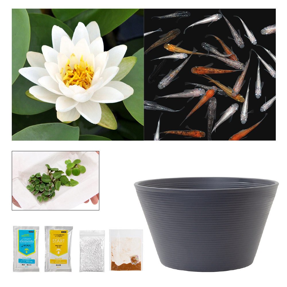 （ビオトープ）（めだか）ラメメダカ付き！チャームおすすめビオトープセット！　ポストリングバーグ　スイレン　ビオトープ　本州四国限定　ＣＲＣ15―10―20―03―20