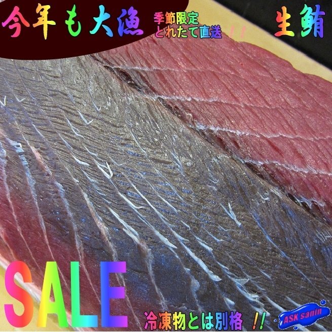 生まぐろ「背上3-5kg」背トロたっぷり天然物（不定貫につき差額発生します) 山陰境港産（予約販売） 11,100円