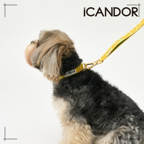 ペット セット Gentle Collar XS (15 mm) + Leash_Big Fish Yellow ペット用品 犬用グッズ