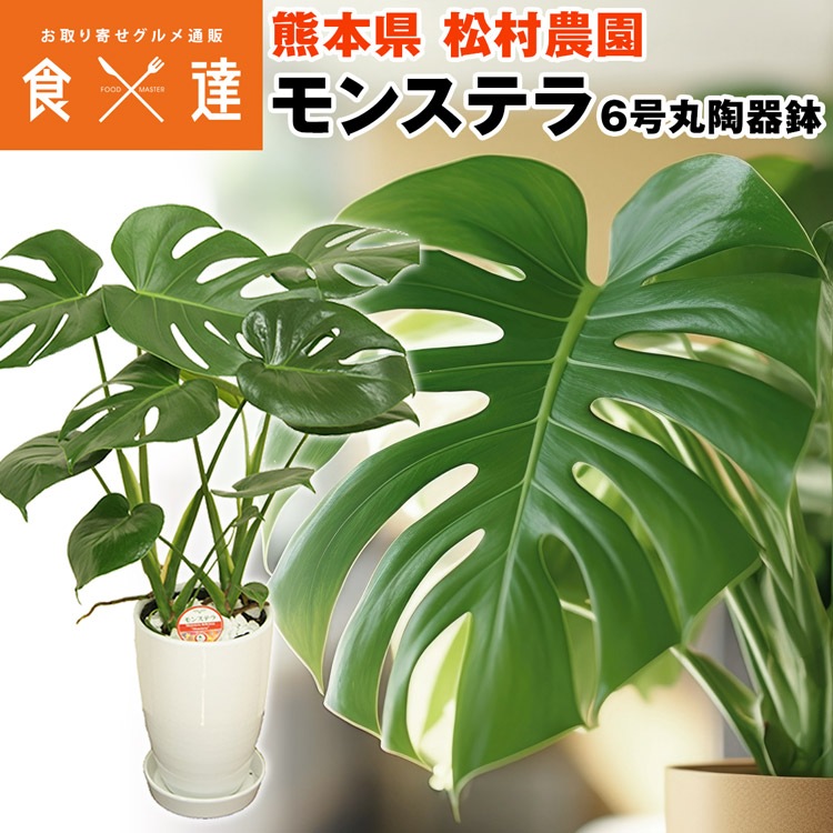 モンステラ 丸型陶器鉢 6寸 高さ60cm程度 観葉植物 熊本県 産直 常温便 同梱不可 指定日不可 5,561円
