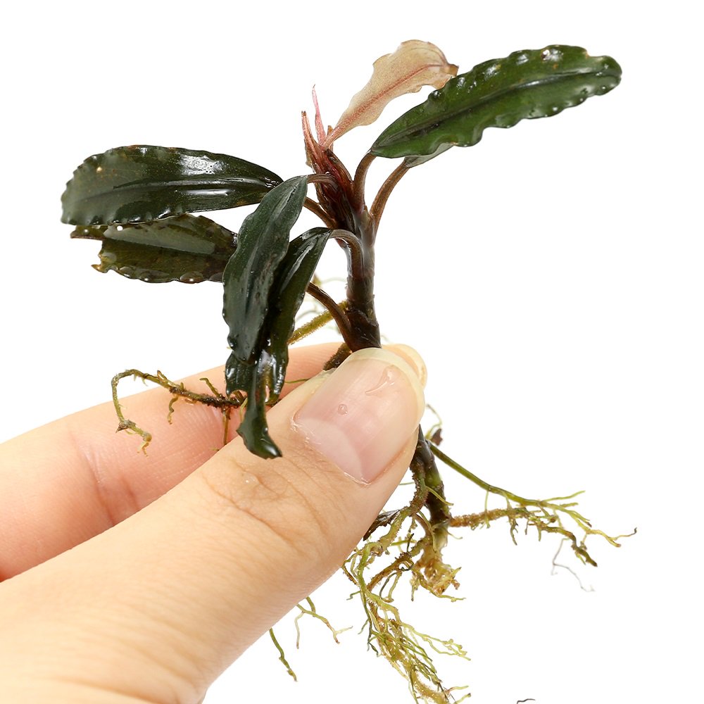 (水草)ブセファランドラsp.ソリッドブルー(水上葉)(1株) CRC12―71―20―00―00