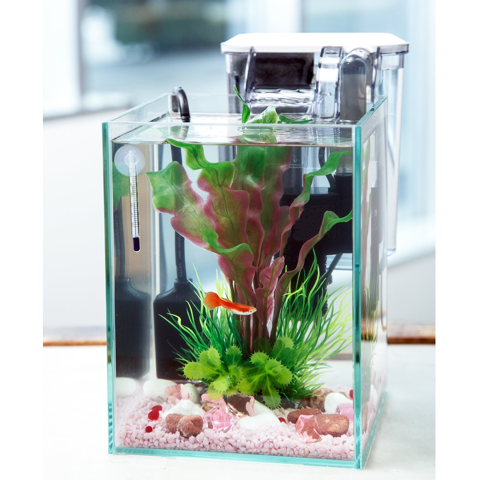 （熱帯魚）飼育セット　グッピーセット　ｇｕｙー炎ー　おまけ付　本州四国限定　ＣＲＣ10―11―03―10―99