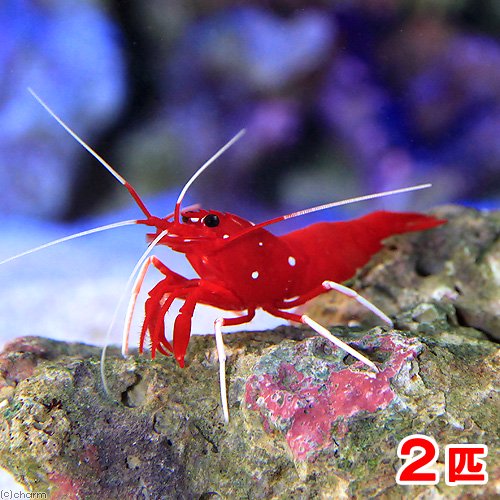 （海水魚）エビ　スリランカ産　ホワイトソックスシュリンプ　ミックスサイズ（２匹）　北海道・九州航空便要保温　ＣＲＣ26―40―10―20―00