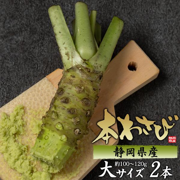 2本セット 静岡県産 本わさび 大サイズ 約100～120g×2本 国産 ワサビ 香味野菜 薬味 季節の食材 和食 調味料 お取り寄せ食材 数量限定 冷蔵クール便