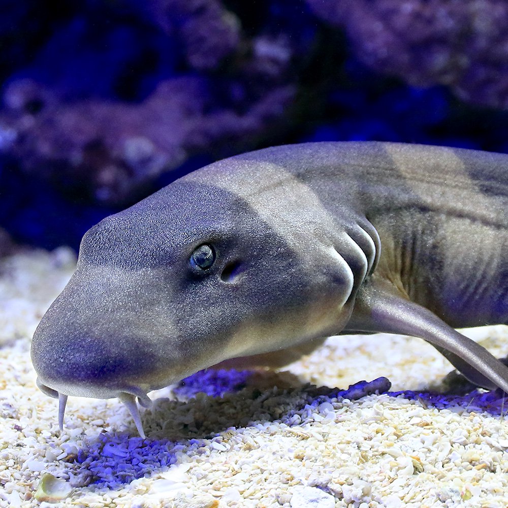 （海水魚）イヌザメ　Ｌサイズ（１匹）　北海道・九州航空便要保温　ＣＲＣ26―30―62―00―00