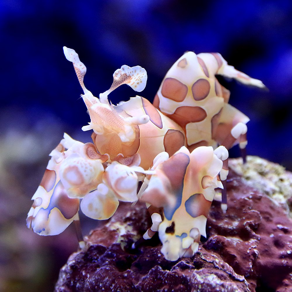 （海水魚）エビ　フリソデエビ（１匹）　北海道航空便要保温　ＣＲＣ26―40―10―60―00