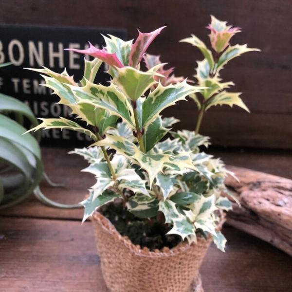 ガーデニング　植物　五色柊　鉢つき ガーデニング 植物 五色柊 鉢つき