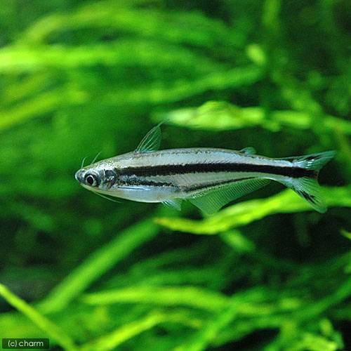 （熱帯魚）エトロピエラ（３匹）　北海道・九州航空便要保温　ＣＲＣ13―46―00―00―00