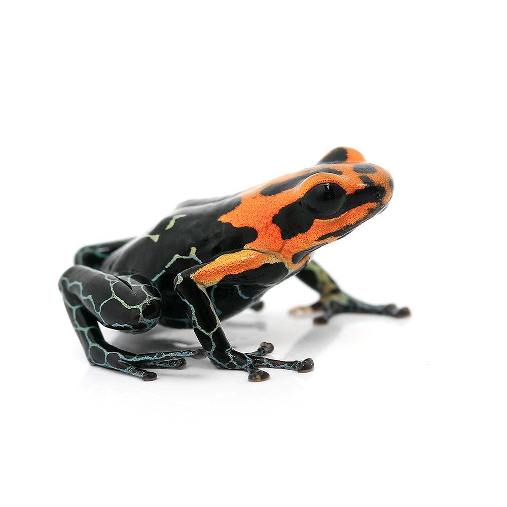 （両生類）ファンタスティカヤドクガエル　ジェベロスｊｅｂｅｒｏｓ（１匹）　ＣＲＣ17―05―35―20―00